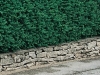 Buxus sempervirens 